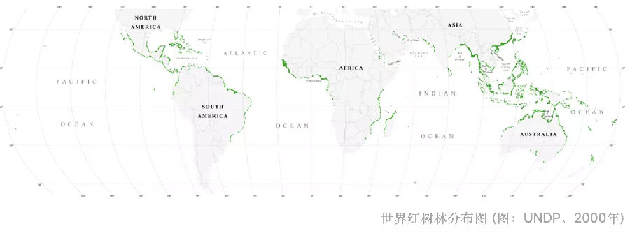 世界环境日 4张地图带你了解世界红树林